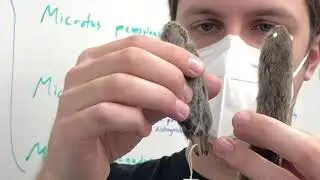 Arvicolinae Skins