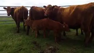 Rotational Grazing - A powerful management tool for wildlife areas