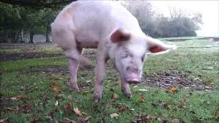 New Forest Pigs