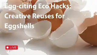 Egg-citing Eco Hacks: Creative Reuses for Eggshells