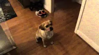 Smart Puggle (pug beagle mix) Uses Paw Like A Human Hand