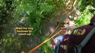 Obedience to odor - Quest K9 Trailing Club - CCTA - Trailing - Mantrailing