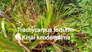 Trachycarpus fortunei - kínai kenderpálma tűzőnapon