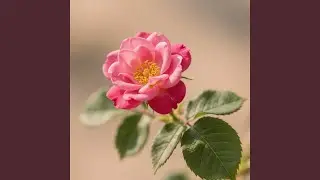 Blue Eyes Rose
