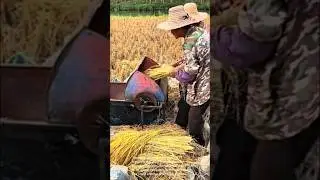 Rice threshing: traditional methods and modern tools