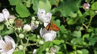 Large Skipper (Ochlodes sylvanus)