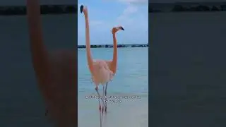 spesies burung berkaki panjang yaitu flamingo #short