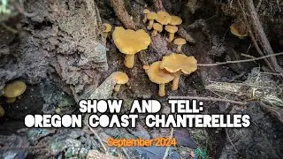 Show & Tell: a Chanterelle 