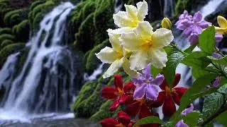 Beautiful Flowers with  Relaxing Music, Anti-Stress Sleep Aid with Soft Melodies