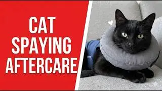 Worried Your Cat Will Be In Pain After Surgery?Cat Spay Healing