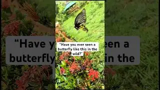 Butterfly slow motion #NatureDetails #MacroWorld #ButterflyMagic #WildBeauty #SlowLife #nature