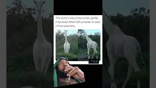 Rare white giraffe found in this part of the world.