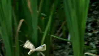 is this the fastest flying insect in the world?