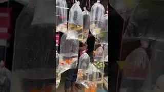 Kolathur fish market | Chennai