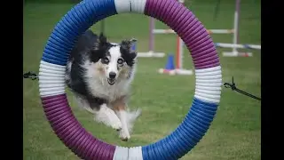 Q&A 🐾Can Acupuncture Treat Serious Dog Agility Injuries?🐾🐕&zwj;🦺🐕