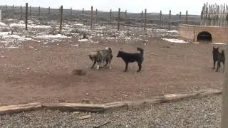 Kai Ken Ritsu, Akashi, and Nio playing with Shikoku Ken Ahi