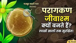 Why pollen grains can remain well preserved as fossil? In Hindi