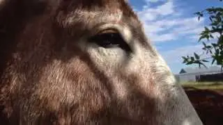 Cute mules