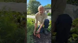 Carrots in October: Harvesting, Root Fly & No Dig Tips