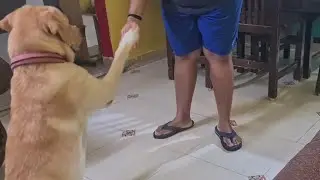 My dog's training time 🥰 | Lucky is so dramatic at the time to training