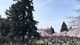 Cherry Blossoms at the University of Washington. Seattle.