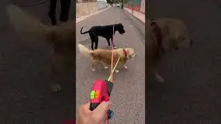 Amazing 🫶🏼#doubleleash #dogwalk #DoubleDogLeash The best gift I&rsquo;ve ever received in my life ❤️