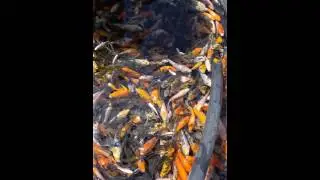 Carpas koi surtidas a la venta