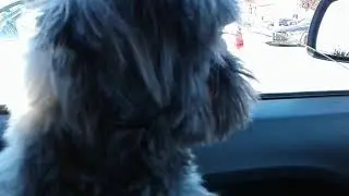Oreo at Canadian Tire   Finds it Boring