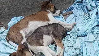 sleeping 😴 puppies 😔 after lunch 😴😴🐕🚿#dog #puppies #live