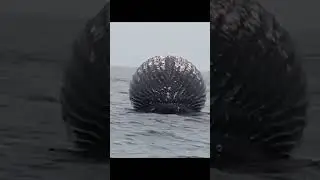 Dead whale with gas builds up, ready to explode