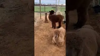 🚨 Cuteness Alert! 🚨 Have You Ever Seen an Alpaca Yawn?