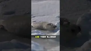 The last clip is hilarious! #funny #clips #lol #animals #cute