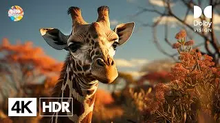Giraffes Animals Collection in 4K HDR 120FPS ULTRA HD - Beautiful Giraffes compilation 4k