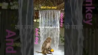Monkey eating mango water come &zwj;♀️#trend #flip #explor 😱🐕