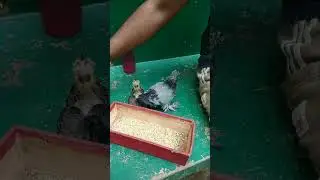 baby pigeon eating food and drinking  water