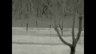 Predator Outlaws Coyote Sit Down #mfk #foxpro #predatorhunting #thermal
