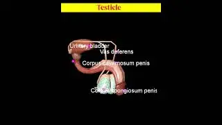 Male Reproductive system! Animation #shorts