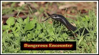 Dangerous Encounter : Wildlife Photography