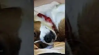 KEO THE DOG UPSIDE DOWN!!!!!