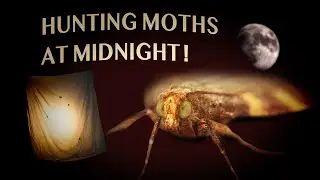 The Secret World of Moths After Dark!