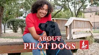 About Pilot Dogs