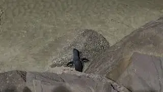 Timaru Port Penguins #2