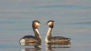 Svasso maggiore (corteggiamento) - Great crested grebe (courtship)