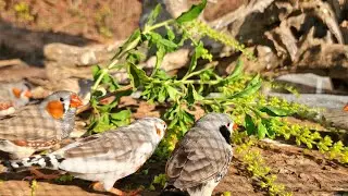 Zebra finches sing very lovely and loundly. The singing sounded like it came from a wonderland.