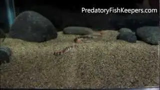 Feeding Albino Giant Pangio myersi kuhli loach & Mastiglanis asopos Shrimp Catfish forum