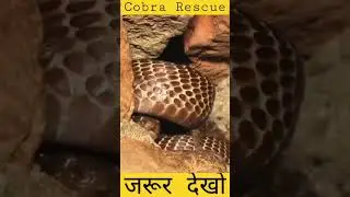 Tufani rescue #short #viral video