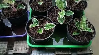 Jum'at Berkah Aglonema Murah 