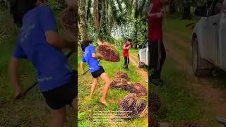 Palm fruit harvesting: manual labor and efficiency