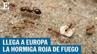 Una de las peores especies invasoras del mundo es hallada por primera vez en Europa | EL PA&Iacute;S