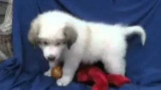 Video of adoptable pet Go-Gurt, Yogurt